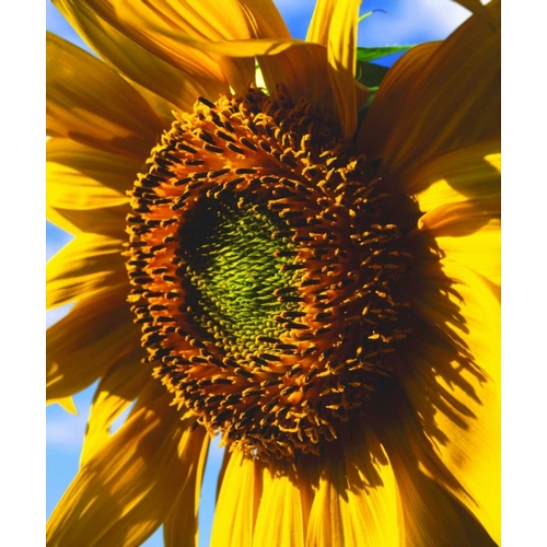 USA, California, Close-up of a sunflower